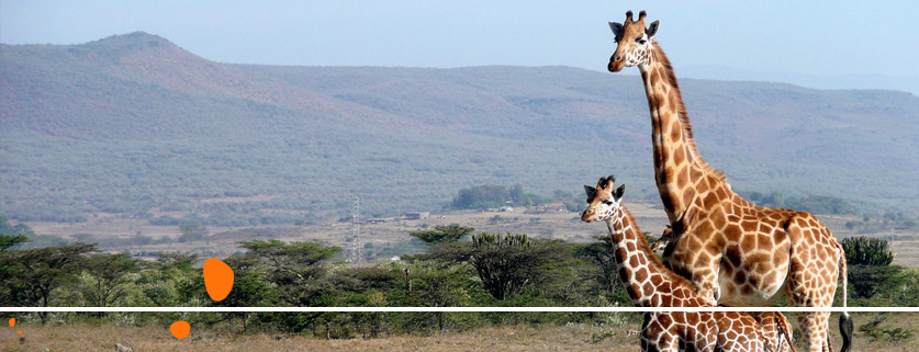 flights to Kenya From Shannon